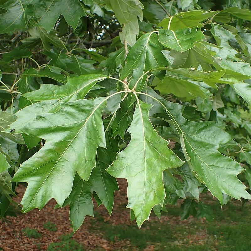 Cherrybark Oak | Quercus pagoda – Seedlings