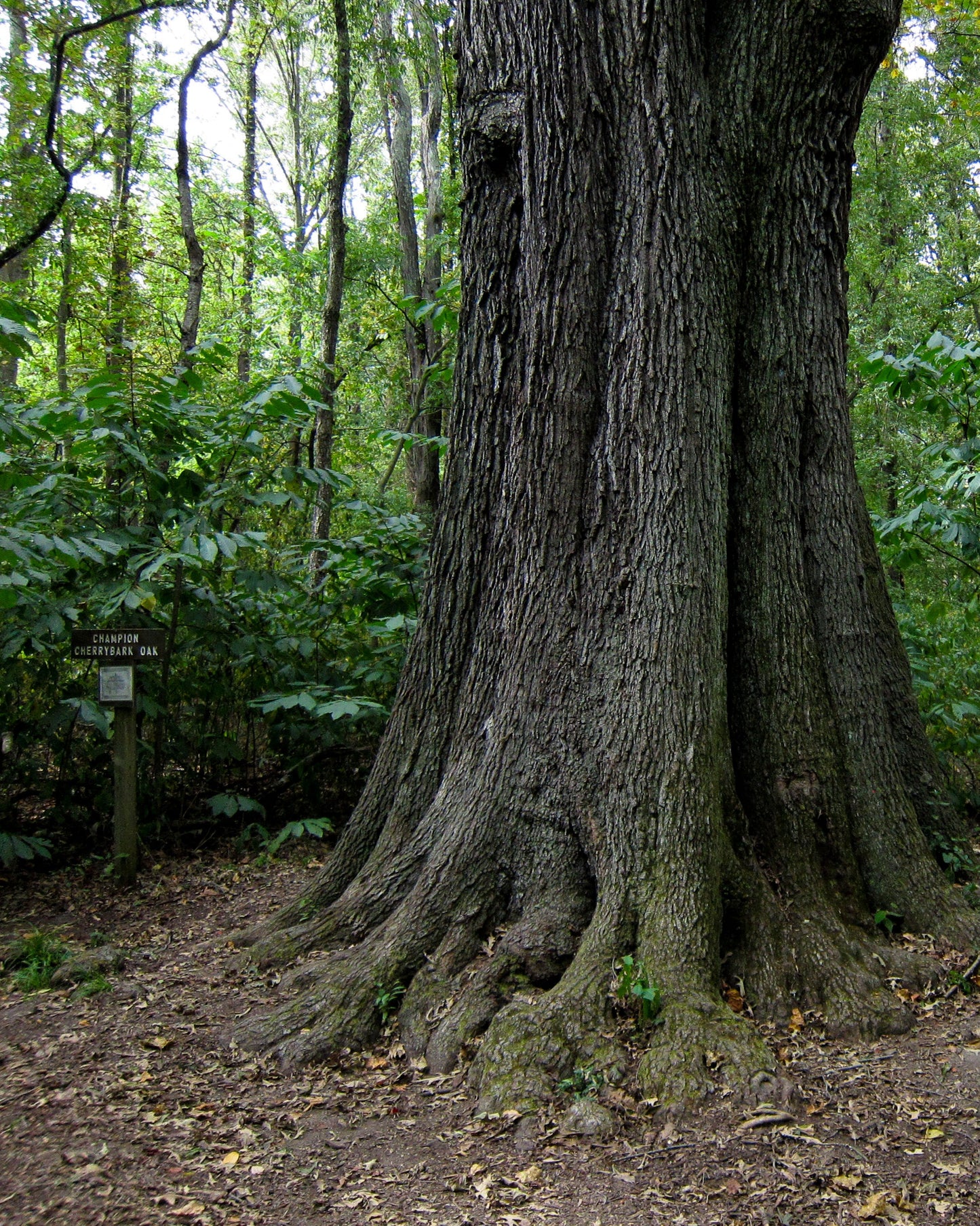 Cherrybark Oak | Quercus pagoda – Seedlings
