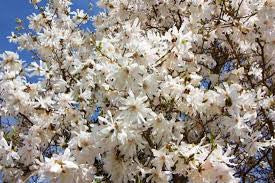Magnolia 'Royal Star'