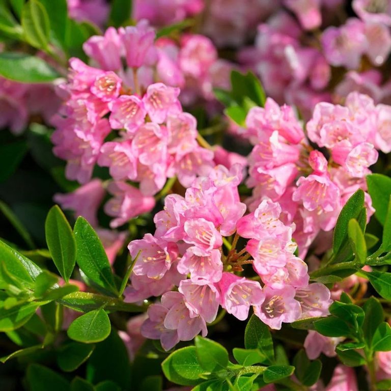 Bloombux® Magenta Rhododendron – Evergreen Boxwood Alternative with Bright Magenta Blooms
