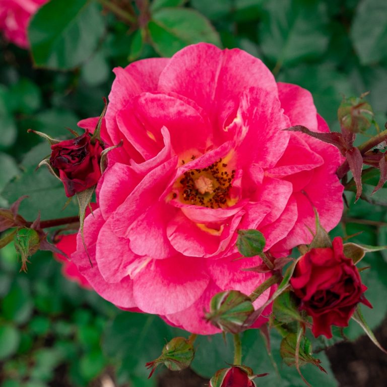 Cinnamon Hearts™ Roses| Bloomin' Easy® Collection