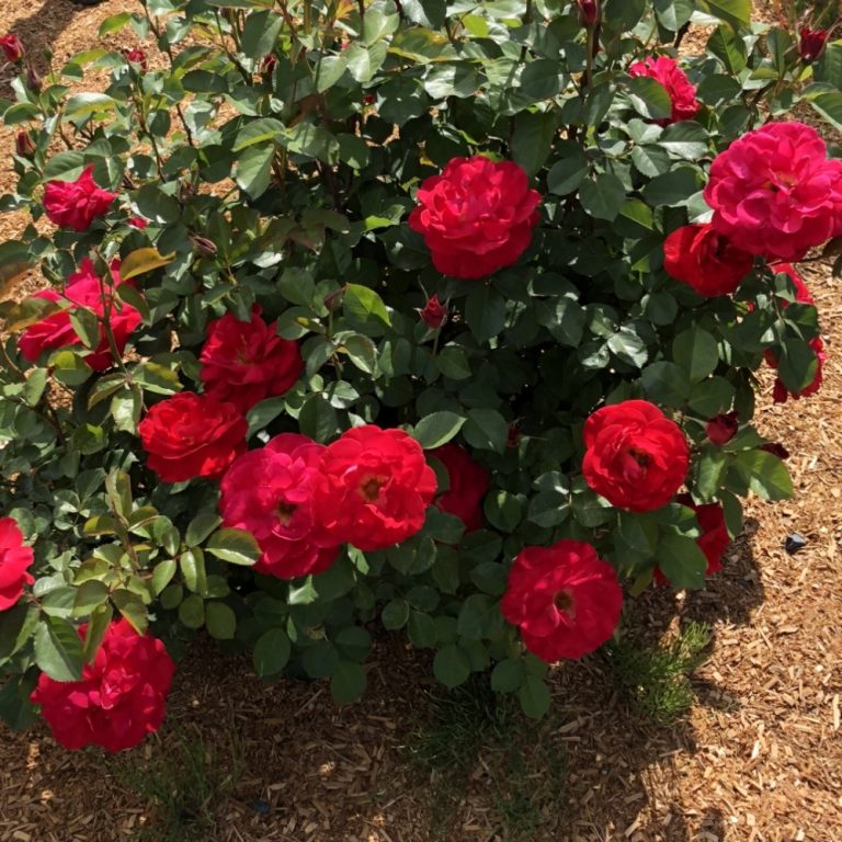 Cinnamon Hearts™ Roses| Bloomin' Easy® Collection