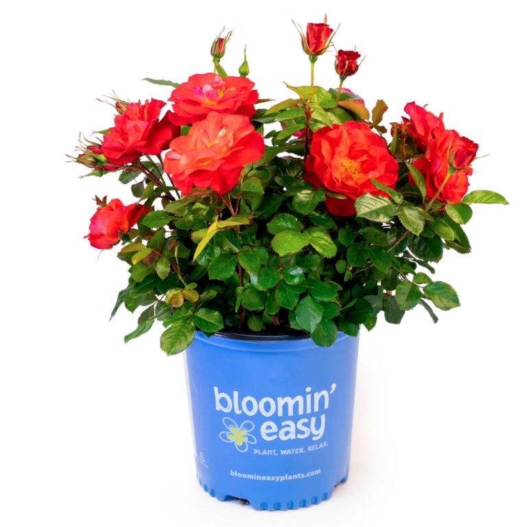 Cinnamon Hearts™ Roses| Bloomin' Easy® Collection