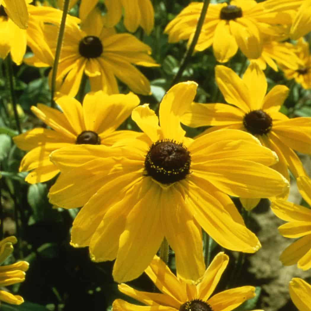 Indian Summer Rudbeckia