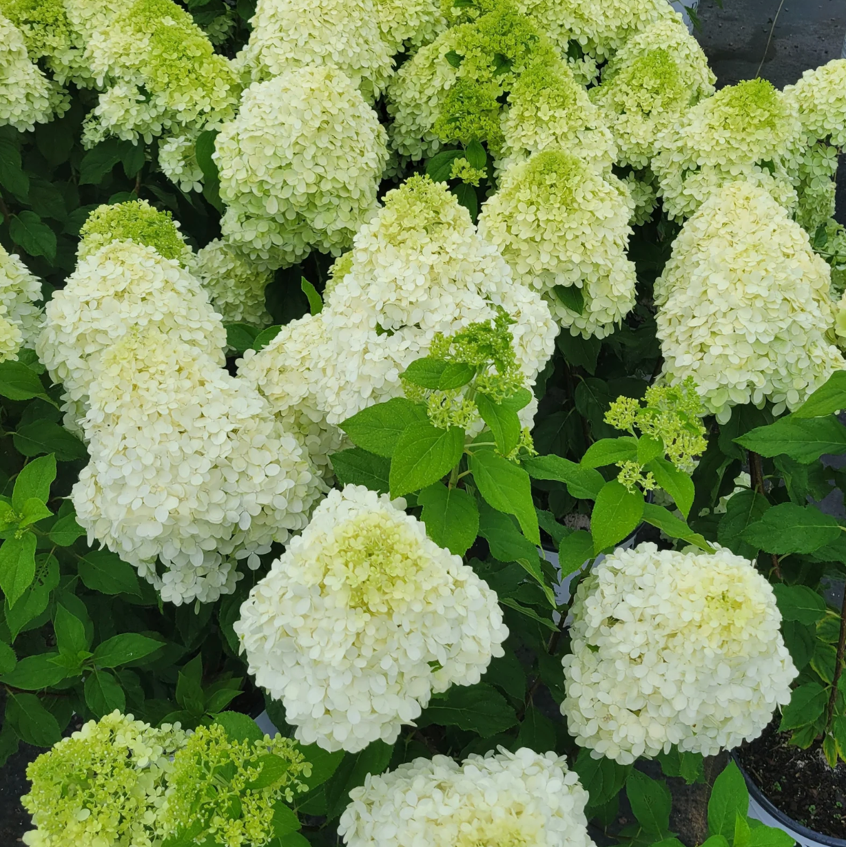 Limelight Hydrangea Tree | Proven Winners® Paniculata Hydrangea