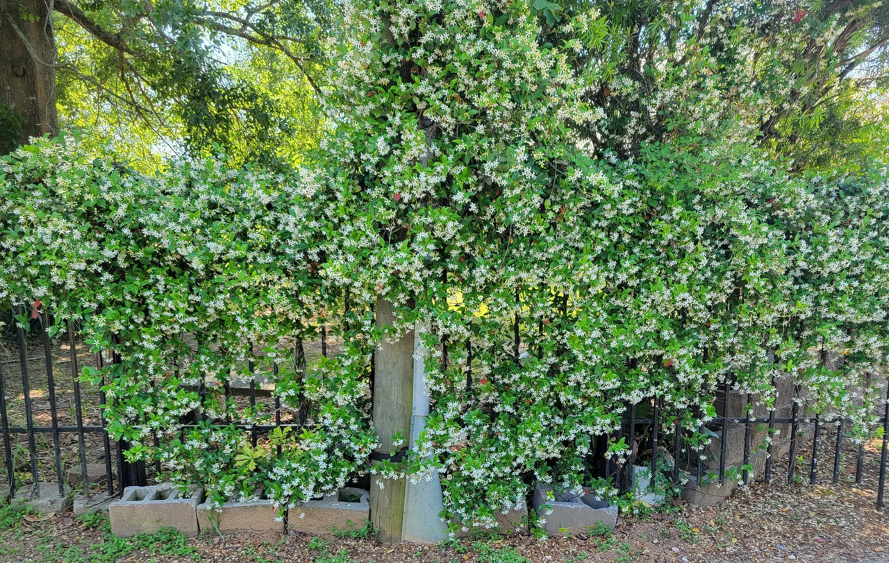 Star Jasmine – Trachelospermum jasminoides