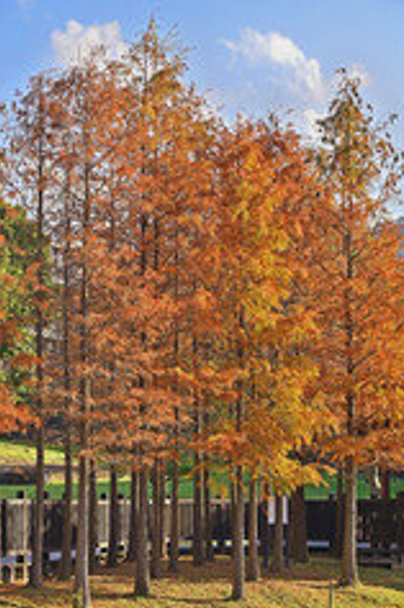 Bald Cypress | Taxodium distichum
