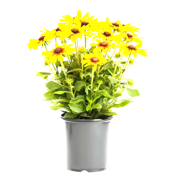 Indian Summer Rudbeckia