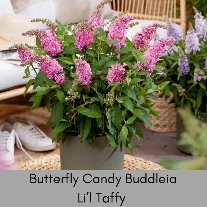 Li’l Taffy™ Butterfly Bush – Butterfly Candy Collection