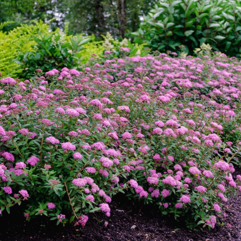 Poprocks® Petite Spirea | Spiraea japonica ‘Minspil04’ | Bloomin' Easy