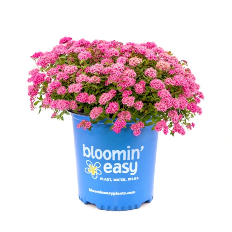 Poprocks® Petite Spirea | Spiraea japonica ‘Minspil04’ | Bloomin' Easy