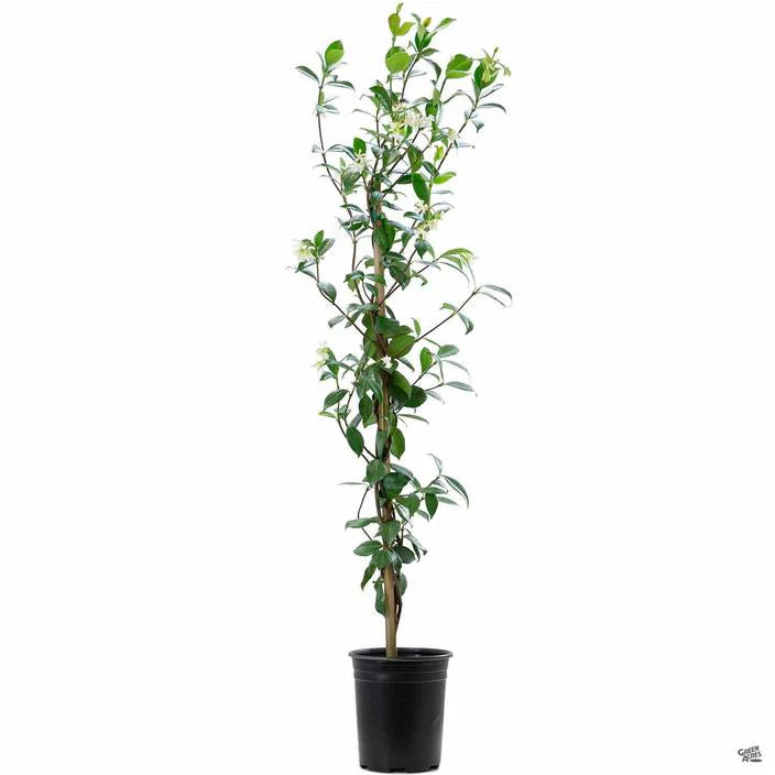 Star Jasmine – Trachelospermum jasminoides