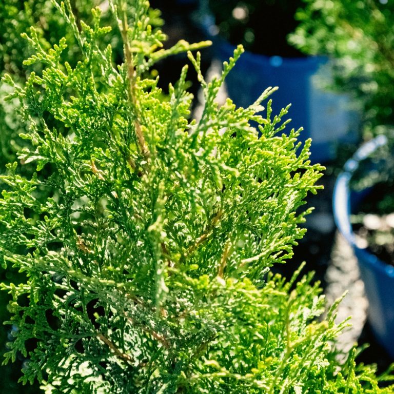 Private Jet® Arborvitae | Bloomin’ Easy® Collection