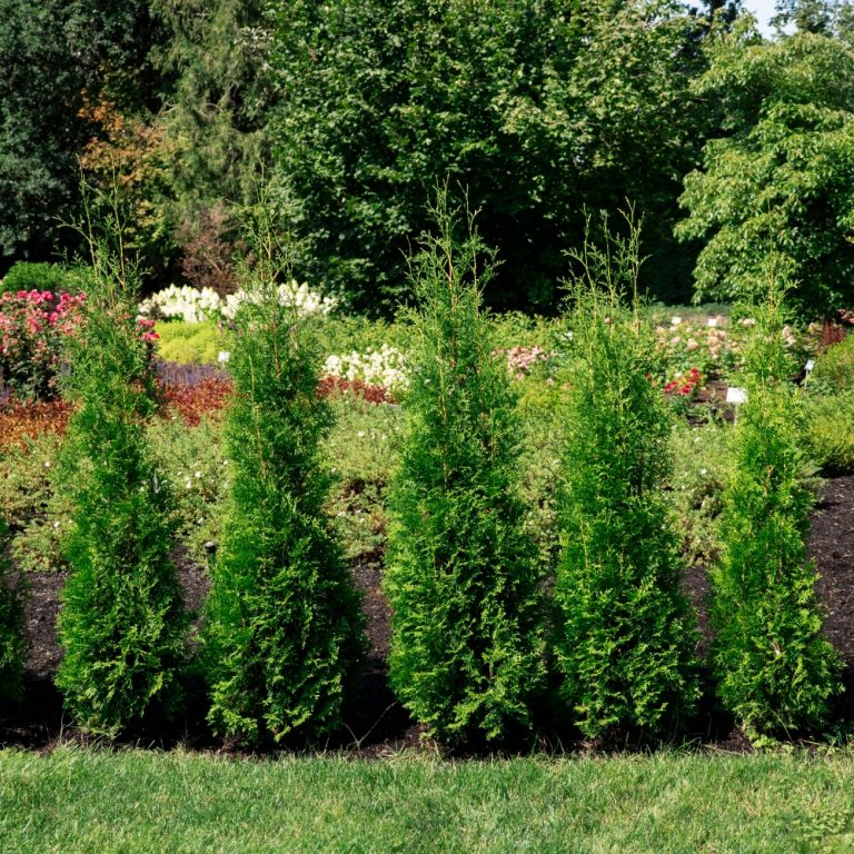 Private Jet® Arborvitae | Bloomin’ Easy® Collection