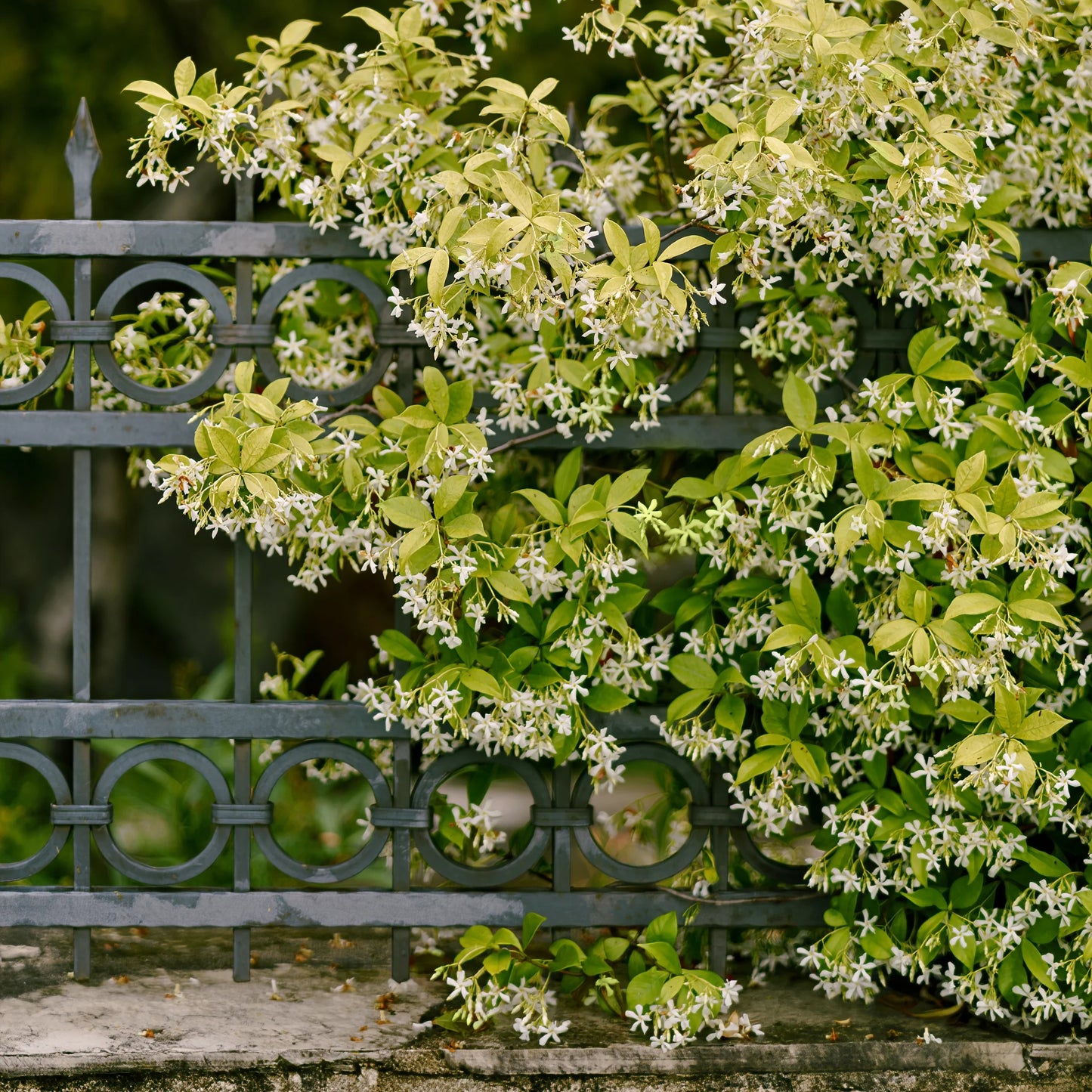 Star Jasmine – Trachelospermum jasminoides