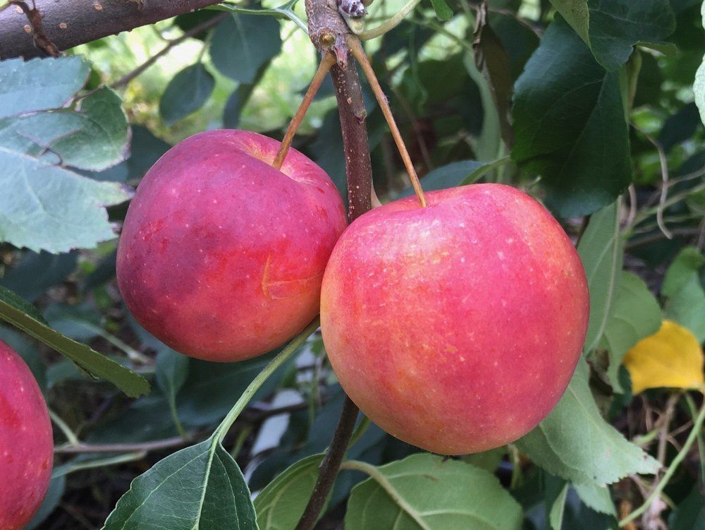 Transcendent Crabapple – Malus ‘Transcendent’
