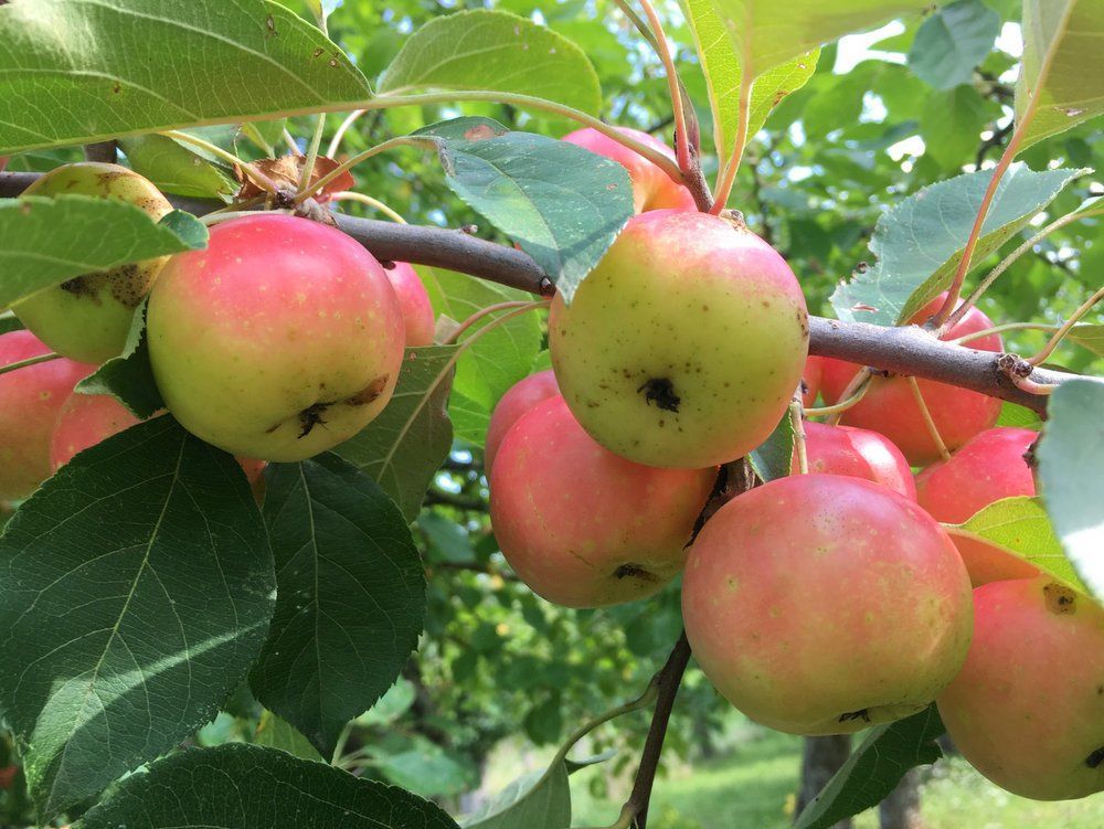 Hewe’s Crabapple Tree | Malus domestica ‘Hewe's Virginia’