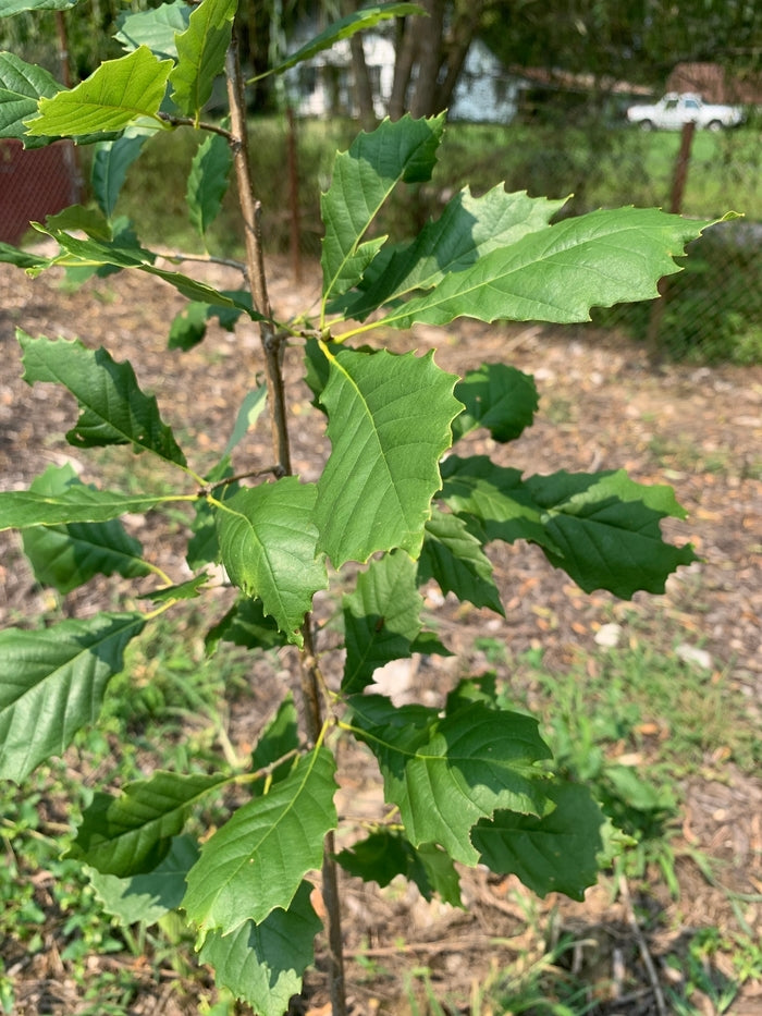 Dwarf Chinkapin Oak Seedling | Quercus prinoides