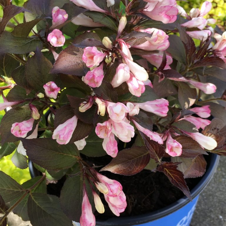 Afterglow™ Weigela – Compact Flowering Shrub by Bloomin’ Easy® | Glowing Peach-Pink Blooms
