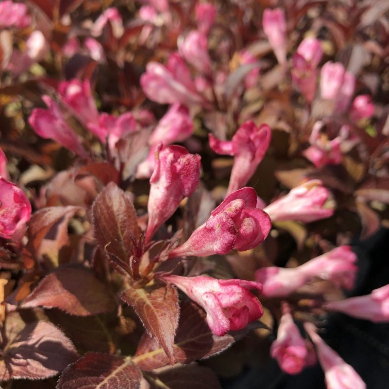 Close-up of Afterglow™ Weigela showing vivid peach-pink trumpet-shaped blooms against bronze foliage