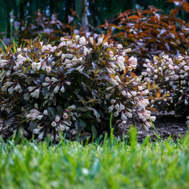 Afterglow™ Weigela blooming in a landscape bed with lush dark foliage and soft peach-pink trumpet flowers