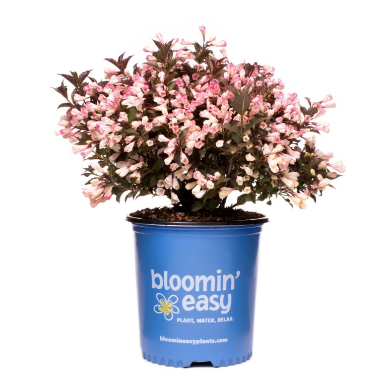 Potted Afterglow™ Weigela shrub in Bloomin’ Easy blue nursery container, covered in fresh pink blossoms