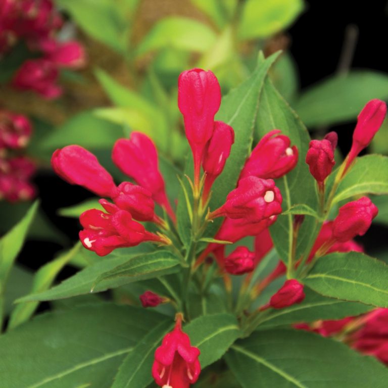 Crimson Kisses™ Weigela by Bloomin' Easy – Compact Reblooming Shrub with Vivid Red Blooms