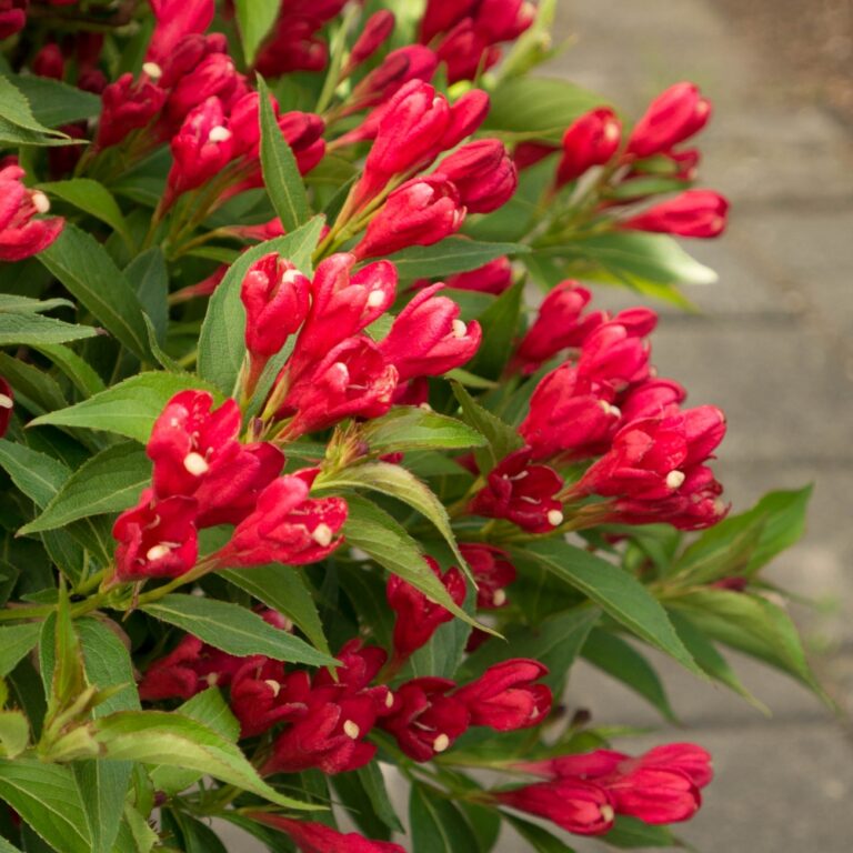 Crimson Kisses™ Weigela by Bloomin' Easy – Compact Reblooming Shrub with Vivid Red Blooms
