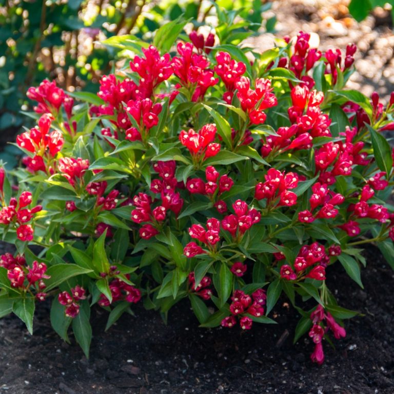 Crimson Kisses™ Weigela by Bloomin' Easy – Compact Reblooming Shrub with Vivid Red Blooms
