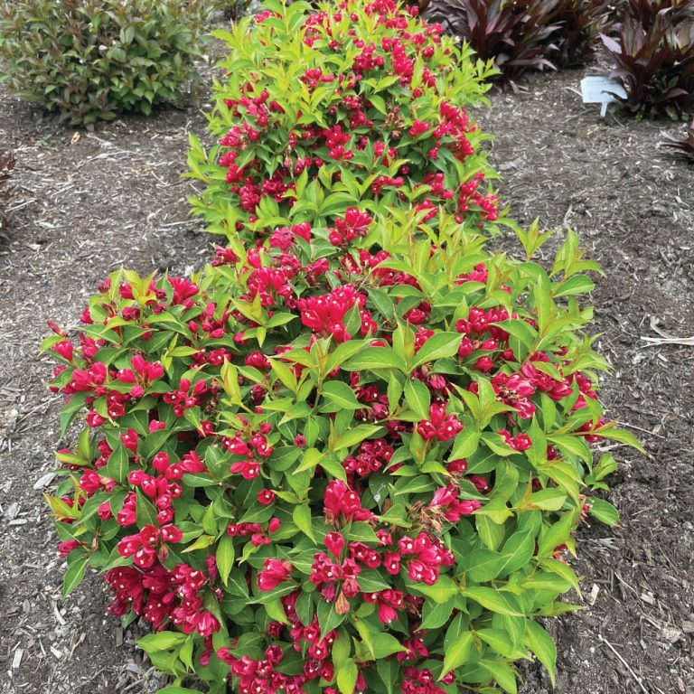 Crimson Kisses™ Weigela by Bloomin' Easy – Compact Reblooming Shrub with Vivid Red Blooms