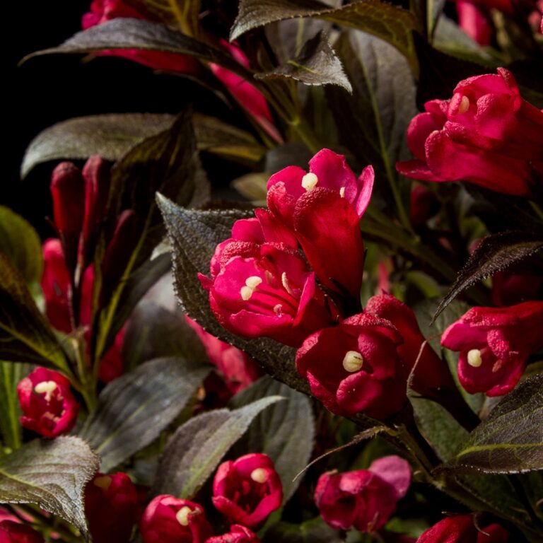 Electric Love® Weigela – Compact Red-Blooming Shrub by Bloomin’ Easy® for Modern Gardens