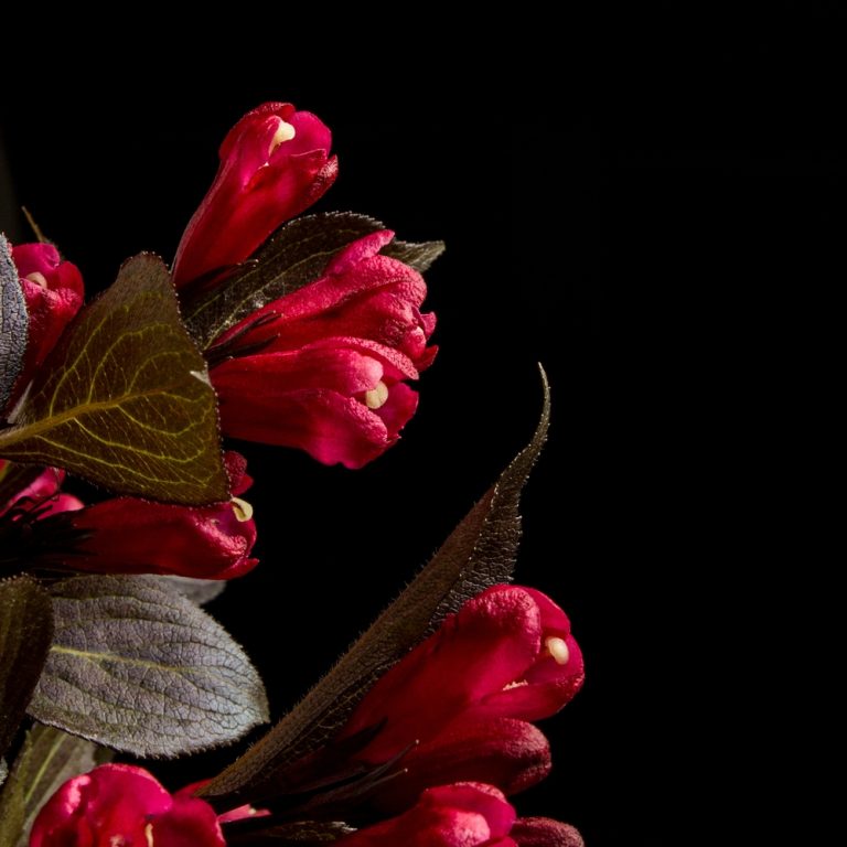 Electric Love® Weigela – Compact Red-Blooming Shrub by Bloomin’ Easy® for Modern Gardens