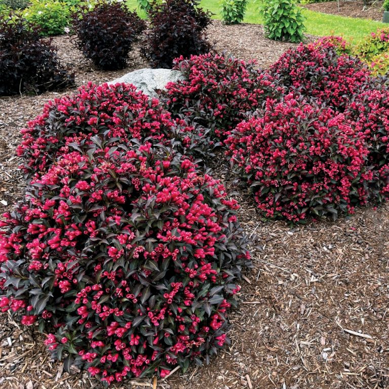 Electric Love® Weigela – Compact Red-Blooming Shrub by Bloomin’ Easy® for Modern Gardens
