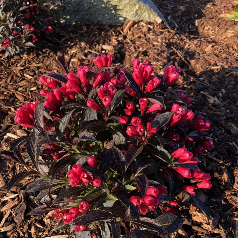 Electric Love® Weigela – Compact Red-Blooming Shrub by Bloomin’ Easy® for Modern Gardens