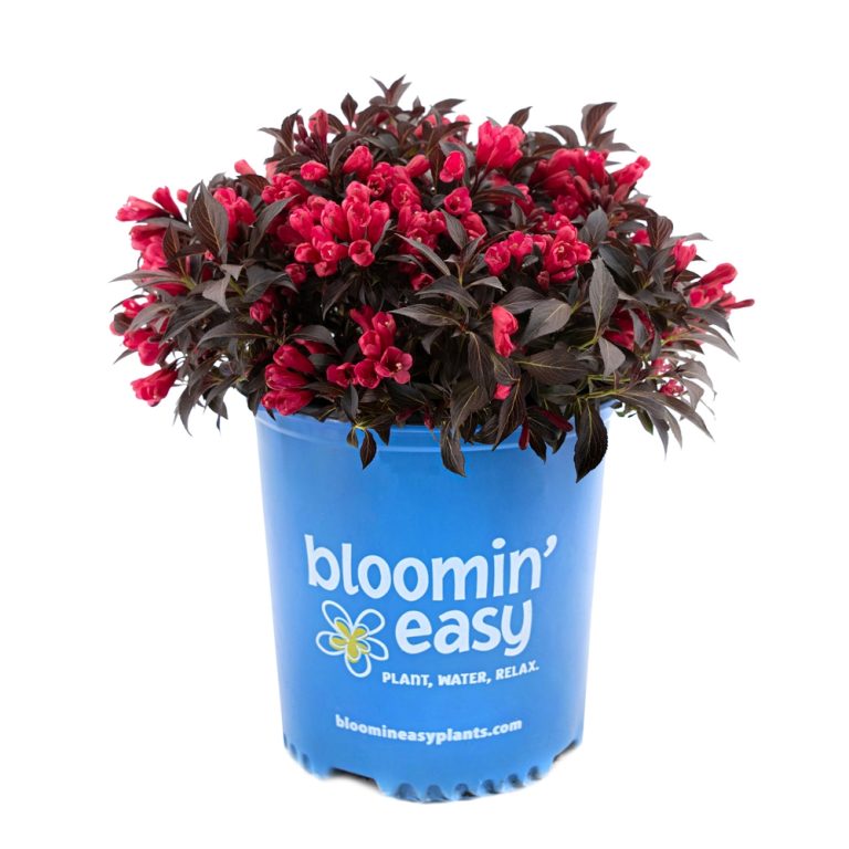 Electric Love® Weigela – Compact Red-Blooming Shrub by Bloomin’ Easy® for Modern Gardens