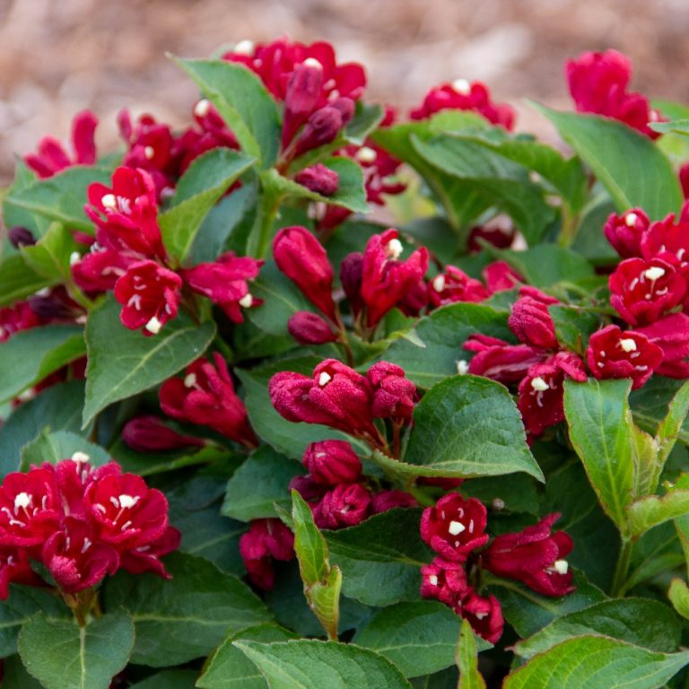 Maroon Swoon® Weigela – Reblooming Deep Red Shrub by Bloomin’ Easy® for Pollinator-Friendly Gardens