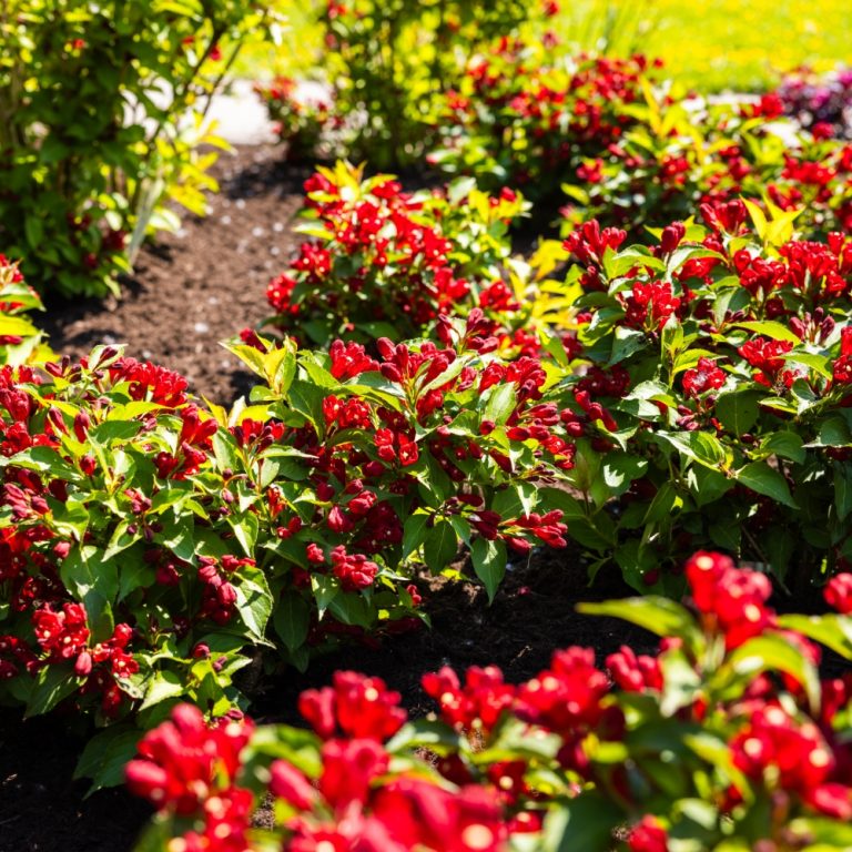 Maroon Swoon® Weigela – Reblooming Deep Red Shrub by Bloomin’ Easy® for Pollinator-Friendly Gardens