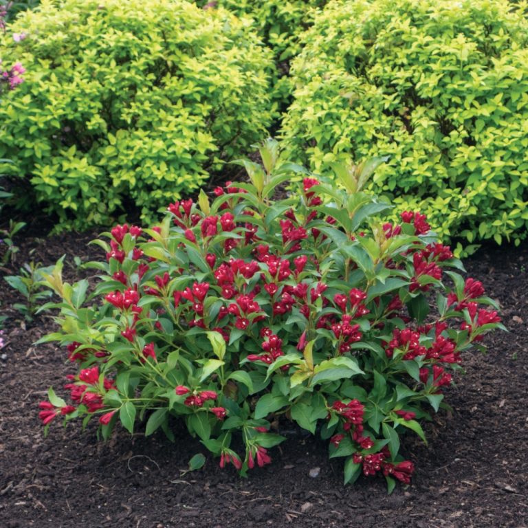 Maroon Swoon® Weigela – Reblooming Deep Red Shrub by Bloomin’ Easy® for Pollinator-Friendly Gardens