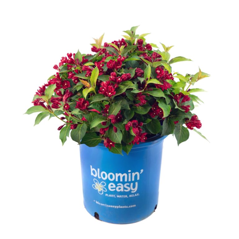 Maroon Swoon® Weigela – Reblooming Deep Red Shrub by Bloomin’ Easy® for Pollinator-Friendly Gardens
