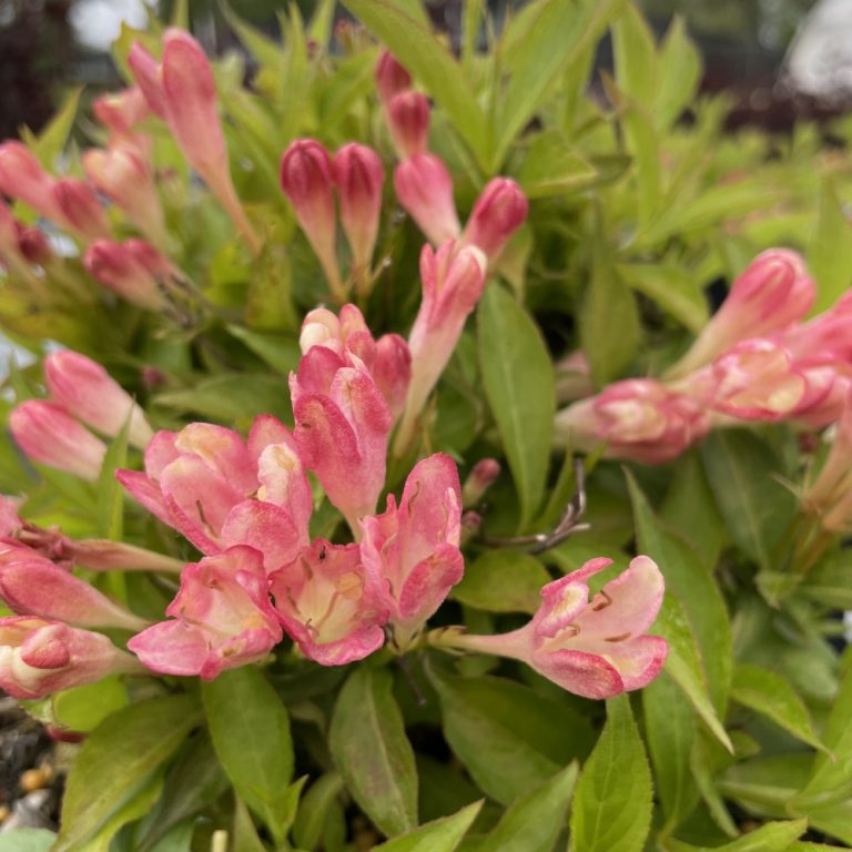 Peach Kisses™ Weigela – Soft Peachy-Pink Reblooming Shrub by Bloomin’ Easy® for Modern Landscapes