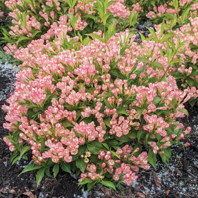 Peach Kisses™ Weigela – Soft Peachy-Pink Reblooming Shrub by Bloomin’ Easy® for Modern Landscapes