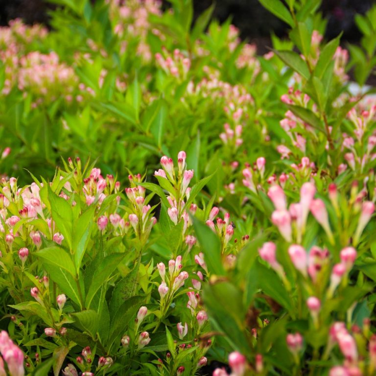 Peach Kisses™ Weigela – Soft Peachy-Pink Reblooming Shrub by Bloomin’ Easy® for Modern Landscapes