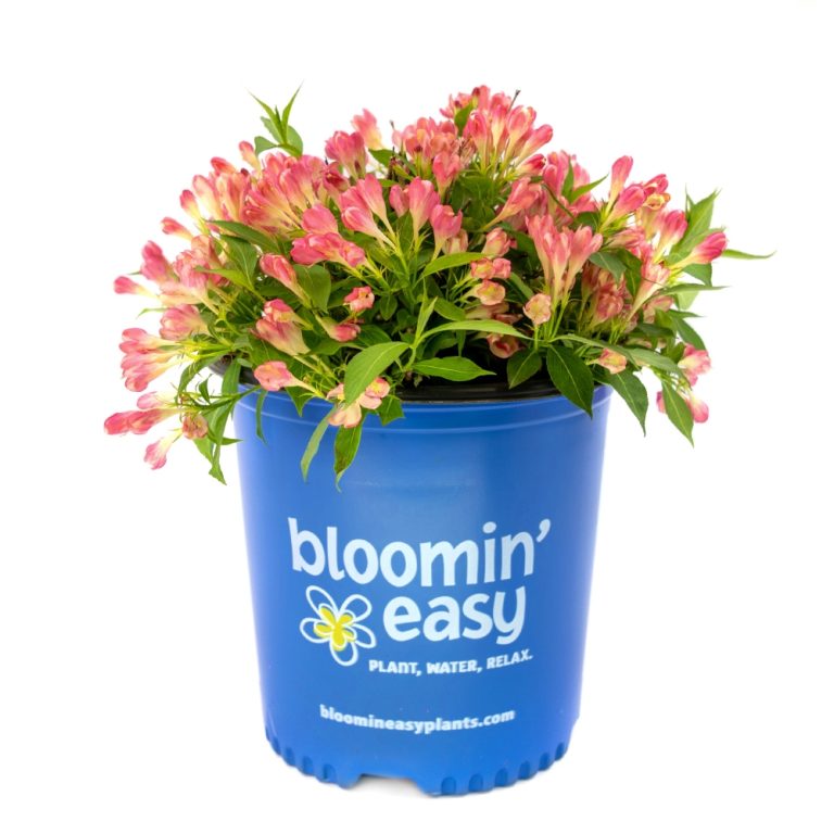 Peach Kisses™ Weigela – Soft Peachy-Pink Reblooming Shrub by Bloomin’ Easy® for Modern Landscapes