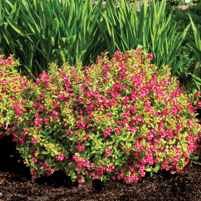 Stunner® Weigela – Bold Magenta Blooms & Dark Foliage by Bloomin’ Easy®