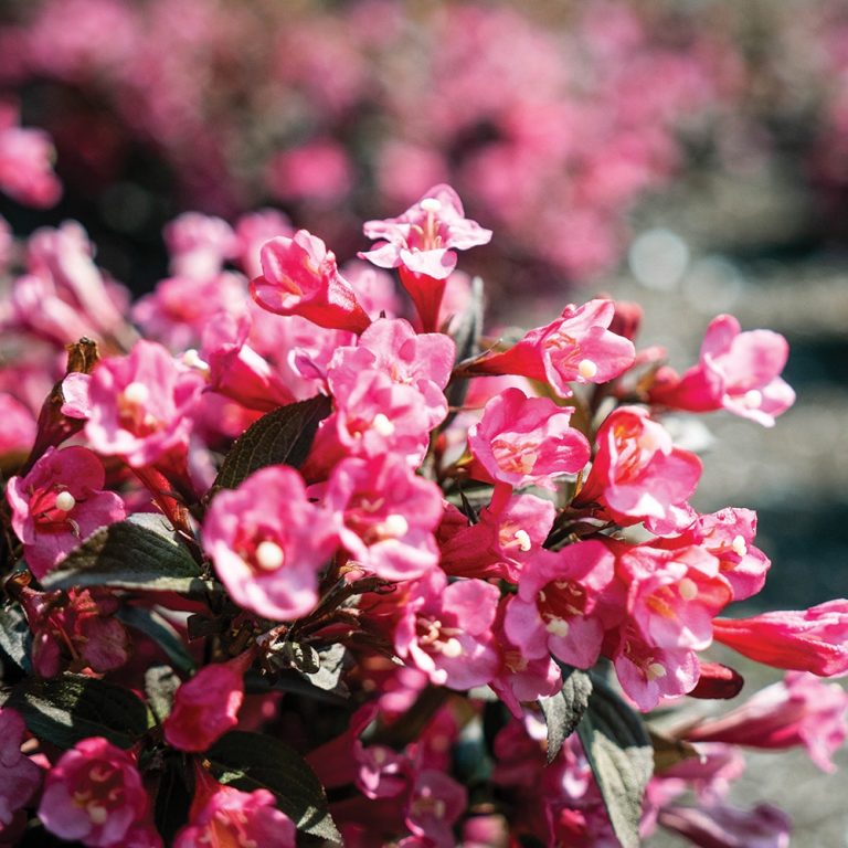 Stunner® Weigela – Bold Magenta Blooms & Dark Foliage by Bloomin’ Easy®