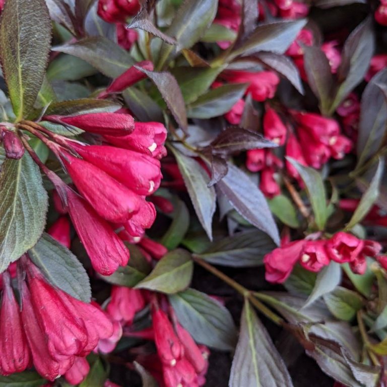 Stunner® Weigela – Bold Magenta Blooms & Dark Foliage by Bloomin’ Easy®