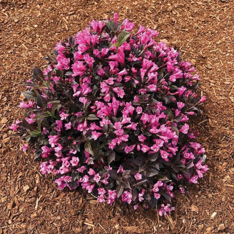 Stunner® Weigela – Bold Magenta Blooms & Dark Foliage by Bloomin’ Easy®