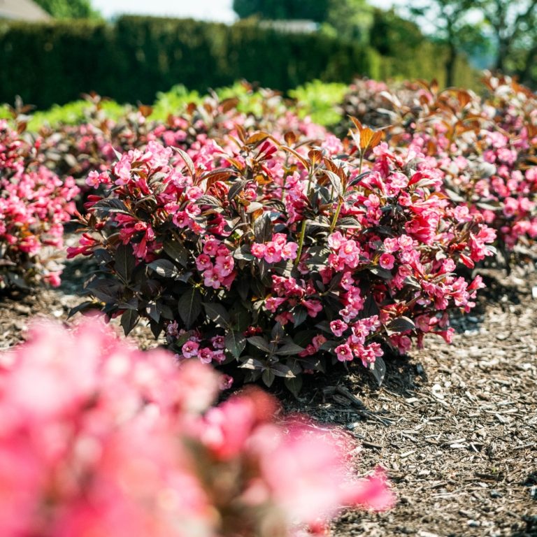 Stunner® Weigela – Bold Magenta Blooms & Dark Foliage by Bloomin’ Easy®