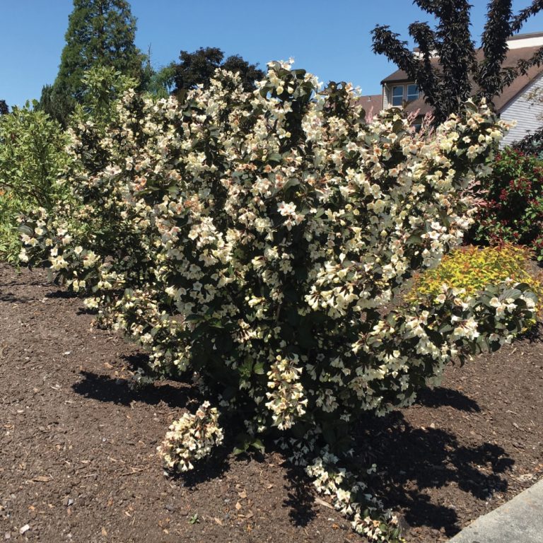 Tuxedo™ Weigela – Elegant White Blooms & Dark Foliage by Bloomin’ Easy®