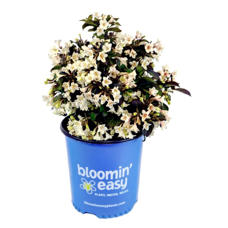 Tuxedo™ Weigela – Elegant White Blooms & Dark Foliage by Bloomin’ Easy®